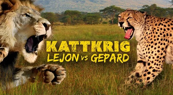 Kattkrig: Lejon vs gepard