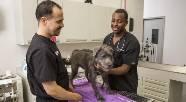 Život veterináře - Kočka zraněná motorem
