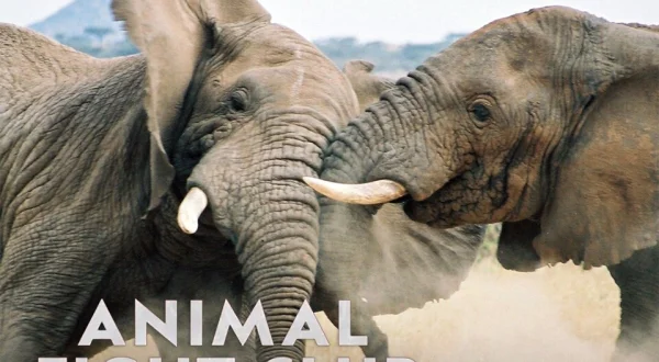 Animal Fight Club
