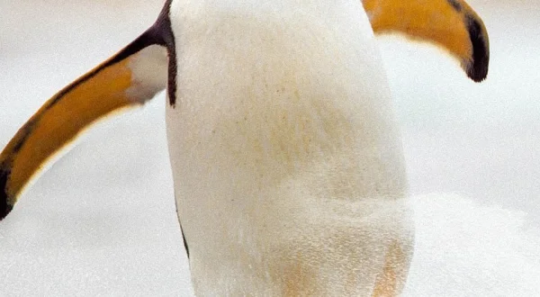 Meet The Penguins