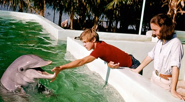 Flippers neue Abenteuer