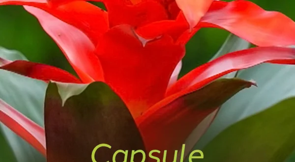 Capsules Jardins et loisirs