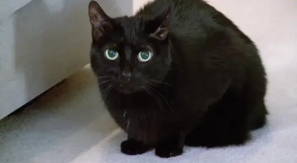 Il mio gatto è indemoniato
