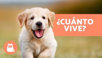 Sus etapas de la vida