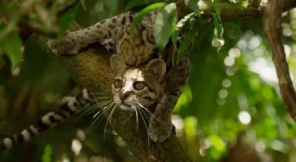 Nosso Mundo - Big Cats