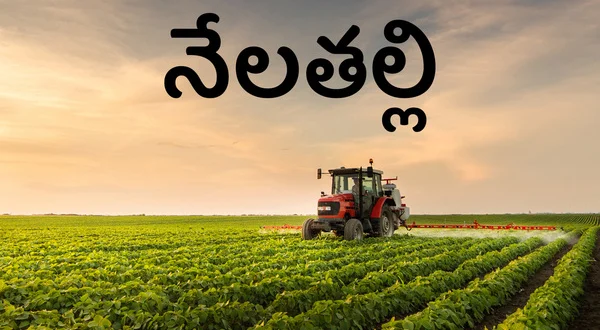Nelathalli