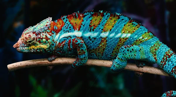 Die seltsamsten Tiere der Welt