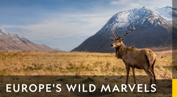 Europe's Wild Marvels