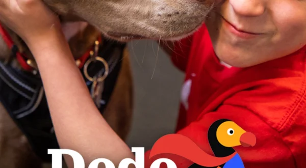 Dodo Heroes
