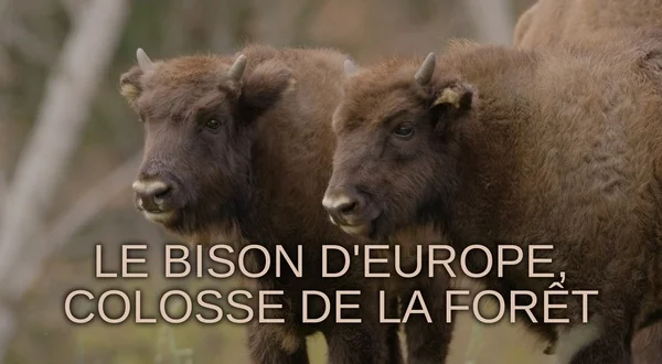 Le bison d'Europe, colosse de la forêt