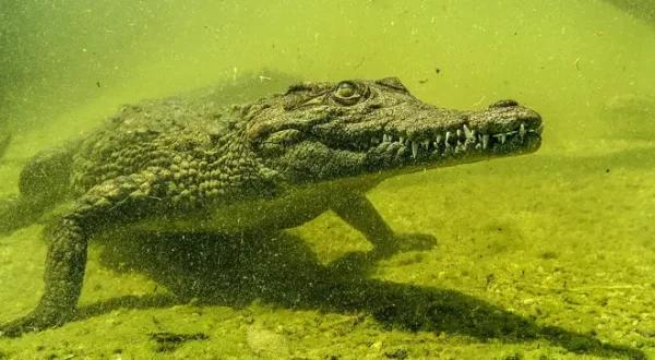 Krokodile des Okavango