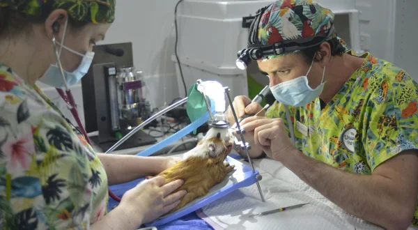 Veterinari za neobične životinje