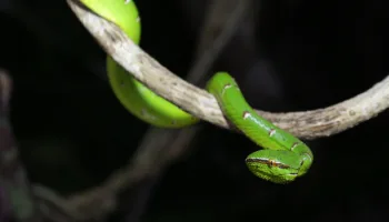Wild Filipinas