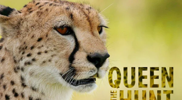 Queen Of The Hunt