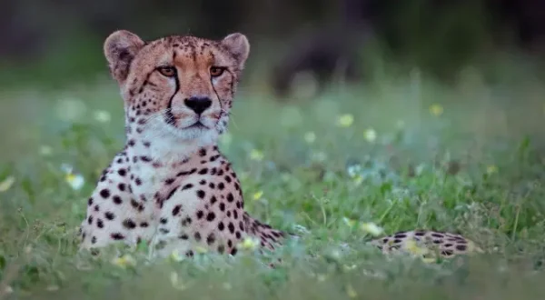 Afrikas Wilde Seiten