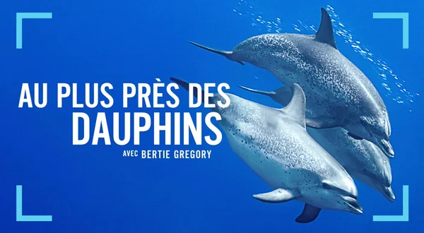 Au plus près des dauphins avec Bertie Gregory