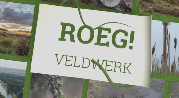 Veldwerk