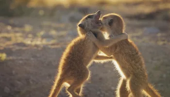 Die geheime Welt der Klänge mit David Attenborough