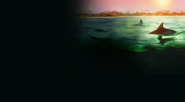 Requins vs. Dauphins : Bahamas