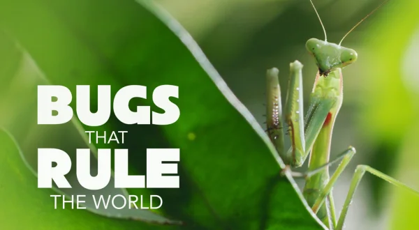 Bugs That Rule the World