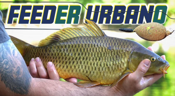 Feeder urbano 2,0