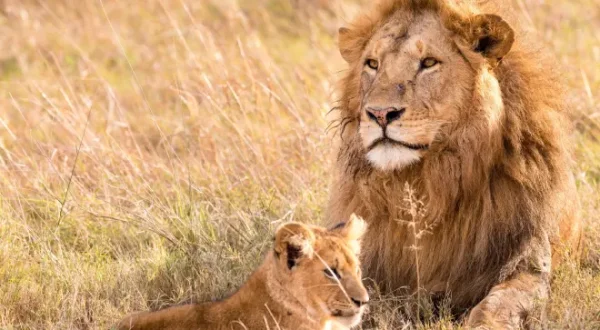 Un homme, des lions