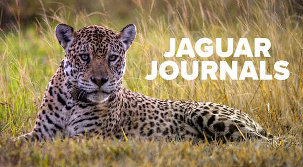 Jaguar Journals