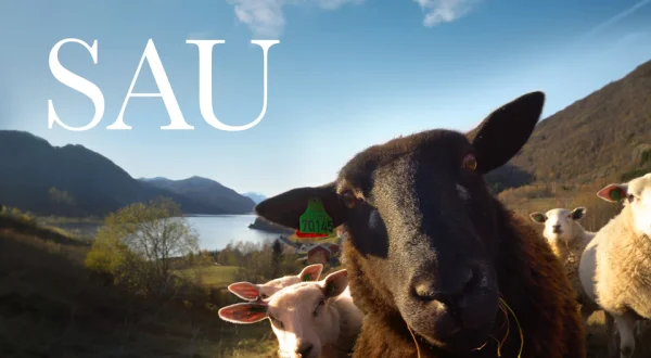Sau