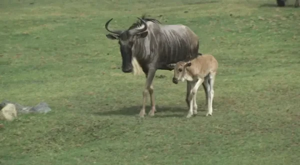 San Diego Zoo