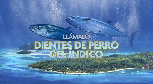 Llámalo dentes de perro del Índico