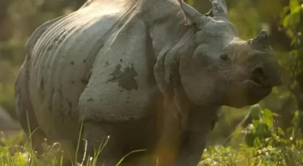 Into the Wild: India