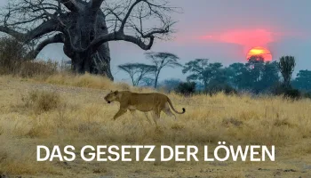 Das Gesetz der Löwen