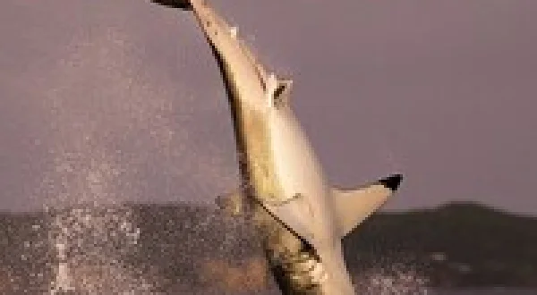 Air Jaws Strikes Back