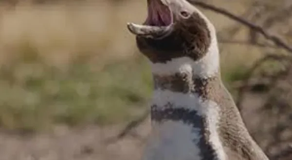 I campioni del regno animale