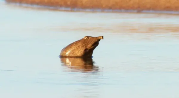 Die seltsamsten Tiere der Welt