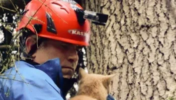 Il mio gatto è in cima all'albero