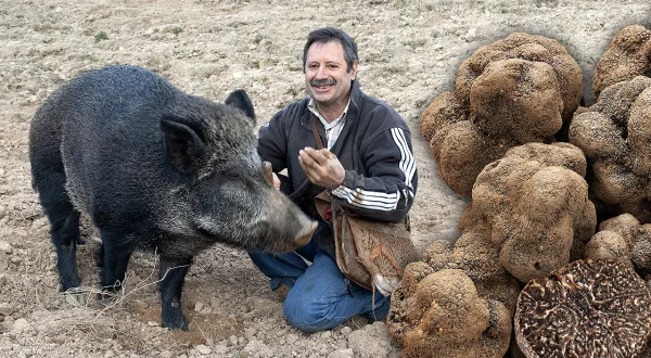 Búsqueda de la trufa con jabalí. Un animal salvaje con 10 años de fino olfato para la caza del hongo