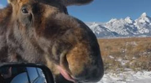 Au pays des kangourous