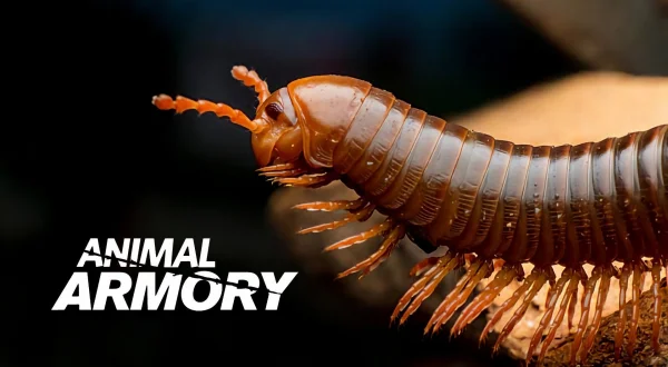 Animal Armory