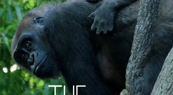 The Bronx Zoo