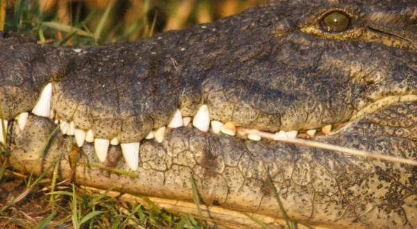 Croc Labyrinth