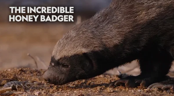 The Incredible Honey Badger