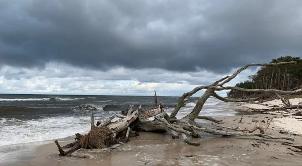 Die Ostsee, Sehnsuchtsort der Kraniche