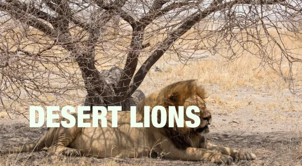 Desert Lions