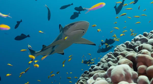 Κοραλλιογενείς Υφαλοι | Super Reefs