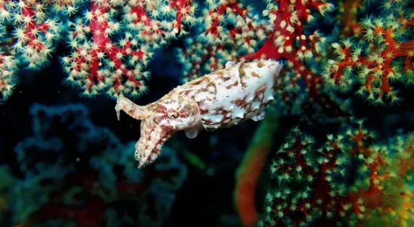 Lembeh, le paradis indonésien