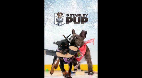 The Stanley Pup