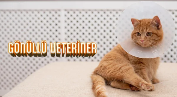 Gönüllü Veteriner