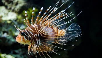 Peces León: Los Nuevos Piratas del Caribe