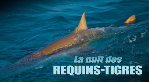 La nuit des requins-tigres